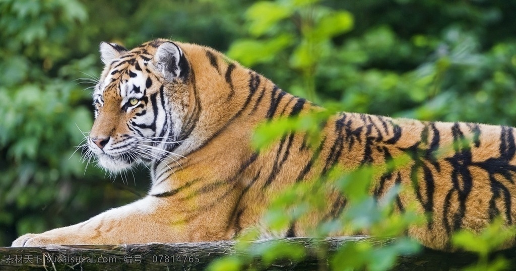 唯美 动物 可爱 虎 老虎 猫科动物 凶猛的老虎 可爱老虎 生物世界 野生动物