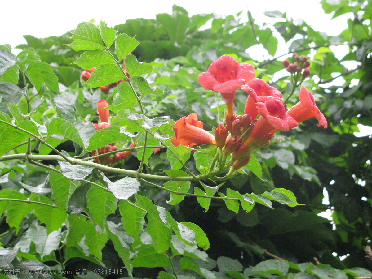 凌霄花 凌霄 紫葳 花卉 花儿 花朵 植物 花草 绿化景观 园林绿化 凌霄凌霄花 生物世界