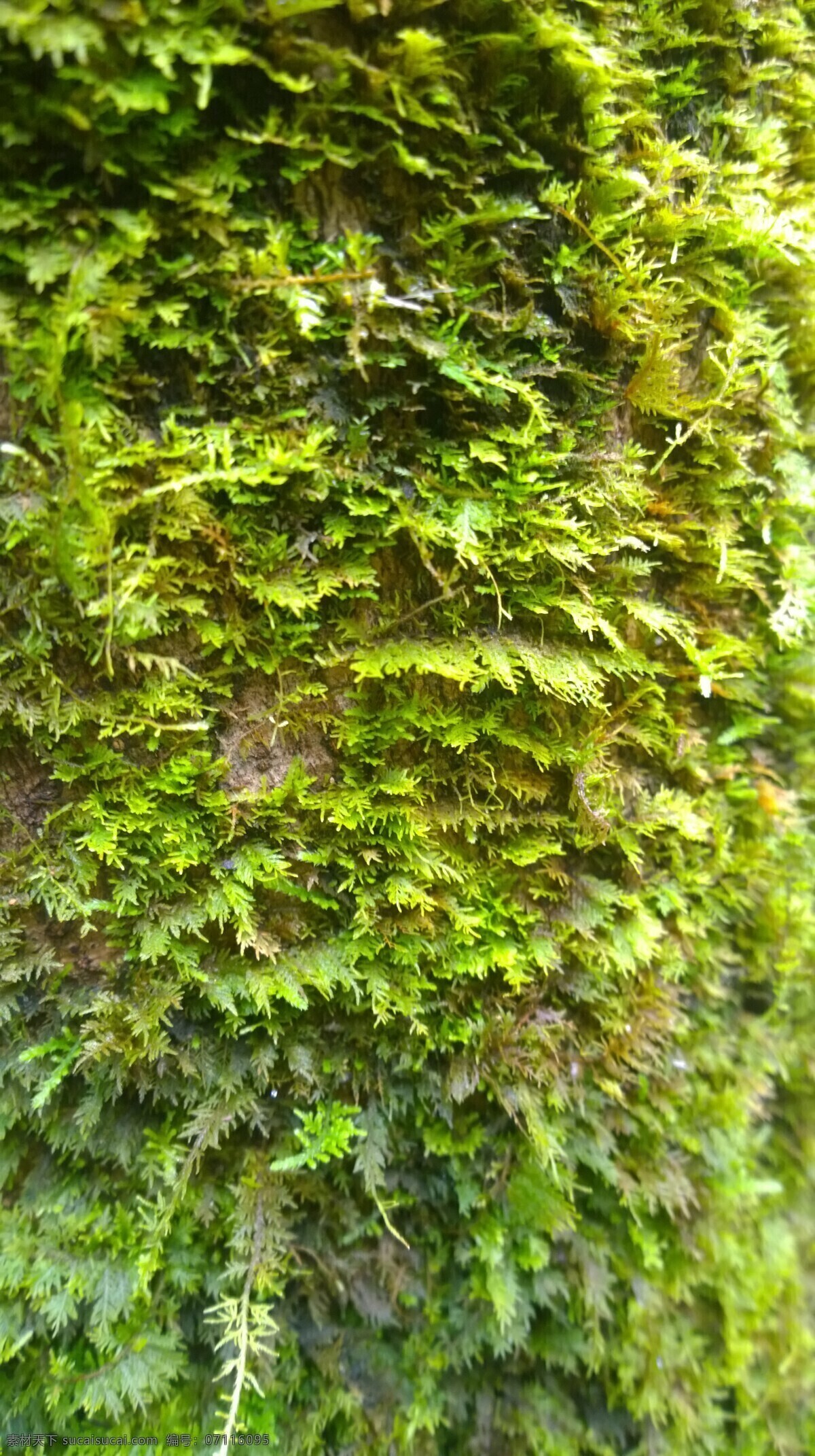 附树青苔 青苔 苔藓 初春 潮湿 附着 松树 树干 翠云草 植物 生物世界 花草