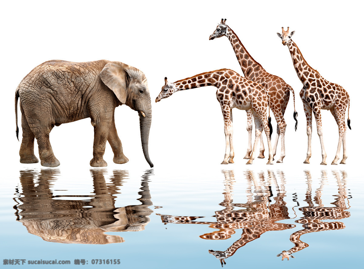 动物 象牙 非洲象 亚州象 非州大草原 野生大象 象群 长颈鹿 蔬菜 生物世界 野生动物