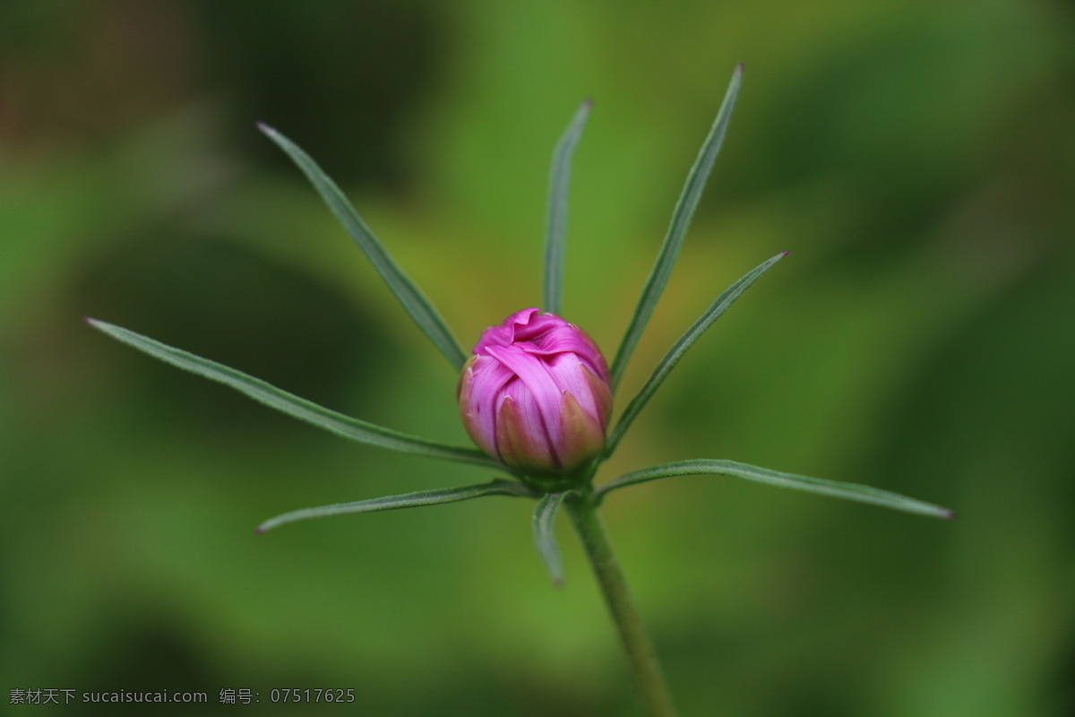 波斯菊 花苞 花朵 菊花 背景