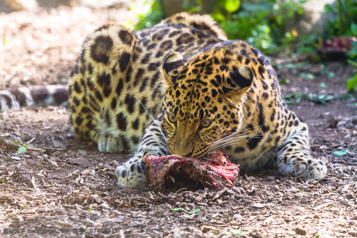 趴 吃 肉 豹子 吃肉的豹子 猎豹 野生动物 动物摄影 动物世界 陆地动物 生物世界 黑色