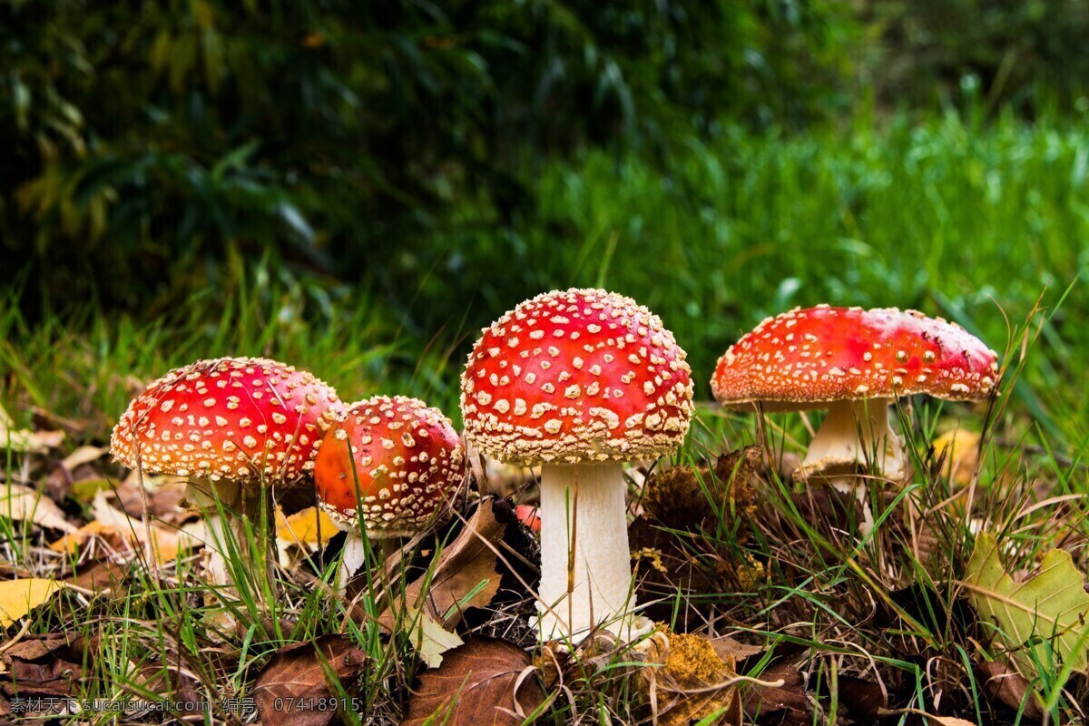 红色 飞 木耳 香菇 蘑菇 森林 黑色