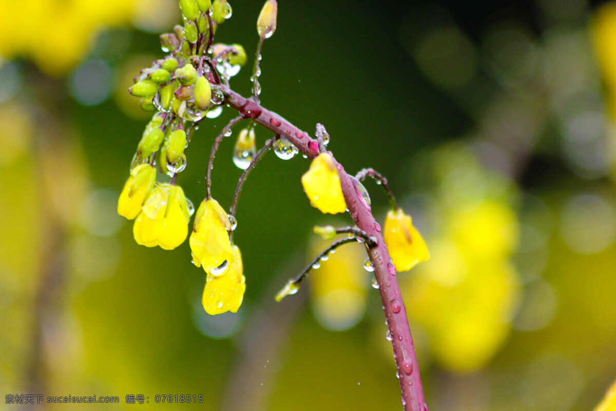 菜花 红菜苔 黄花 春天 雨天 雨水 水珠 花草 生物世界