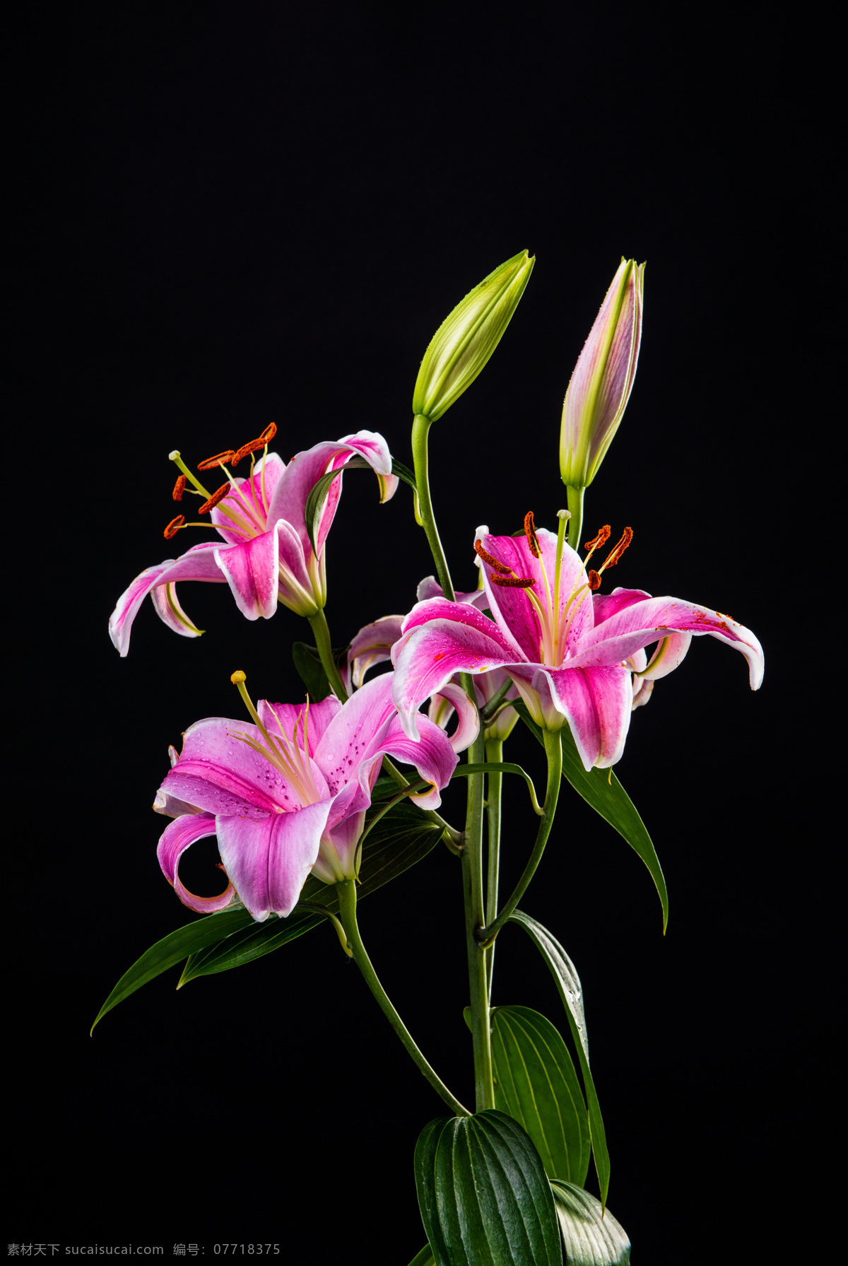 清新 自然 百合花 植物 花朵 唯美 花卉 生物世界 花草