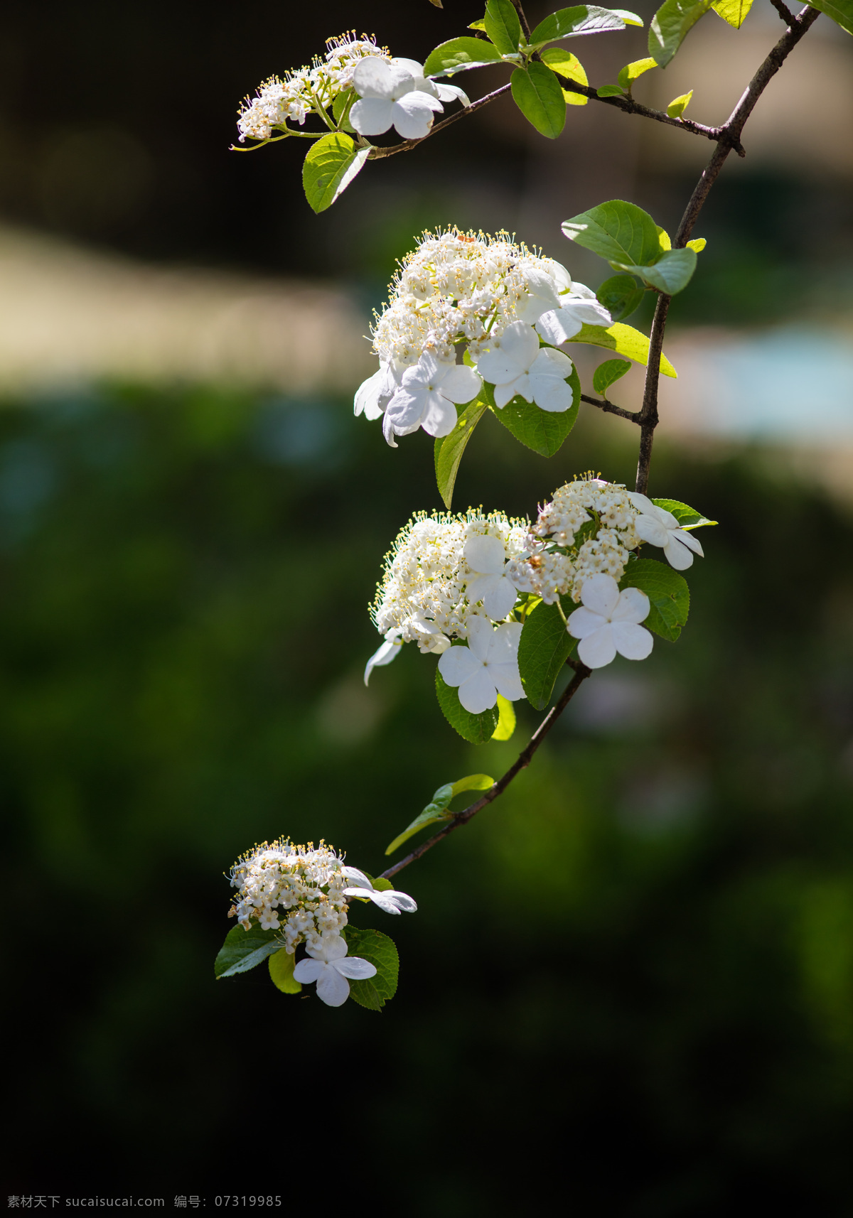 琼花 场州市花 植物 白花 不育花 生物世界 花草