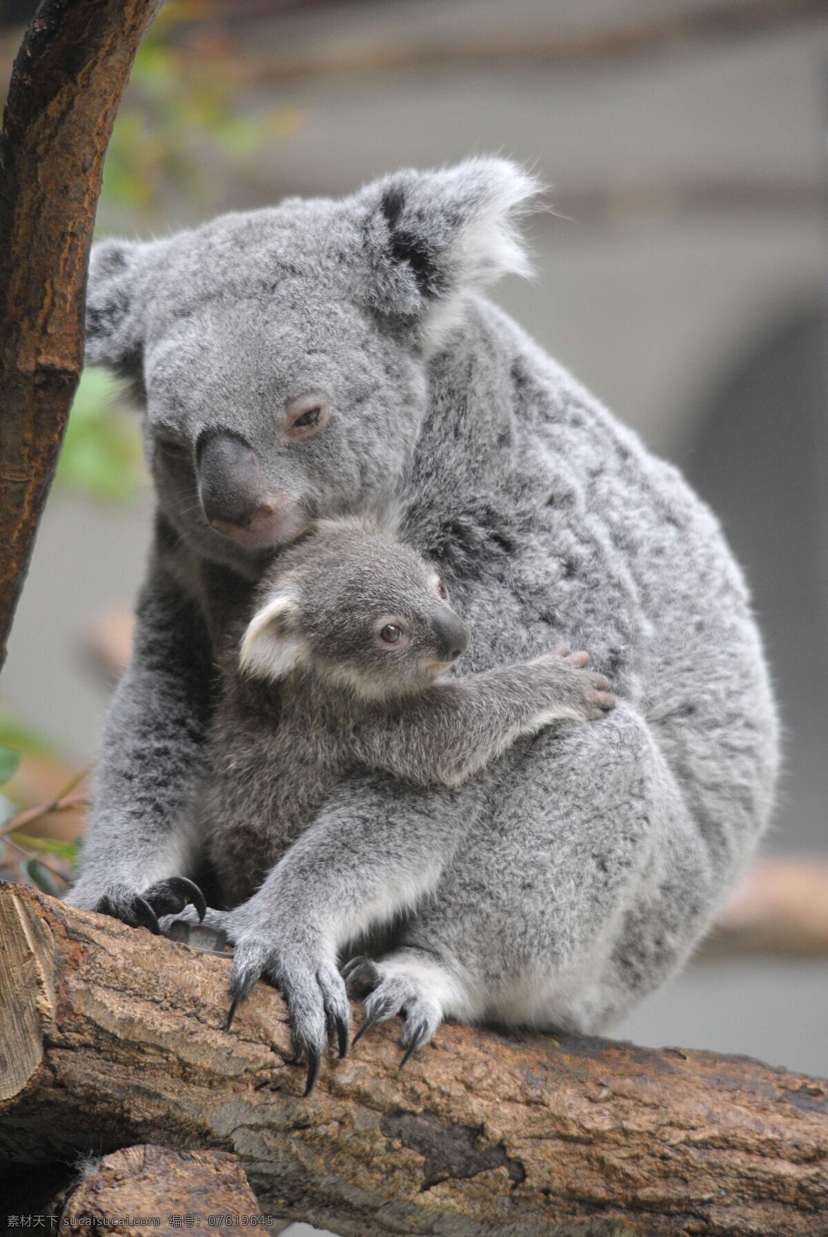 可爱 考拉 实拍 照片 动物 拍摄 高清 珍惜动物 澳大利亚 动物世界 野生动物 生物世界 图