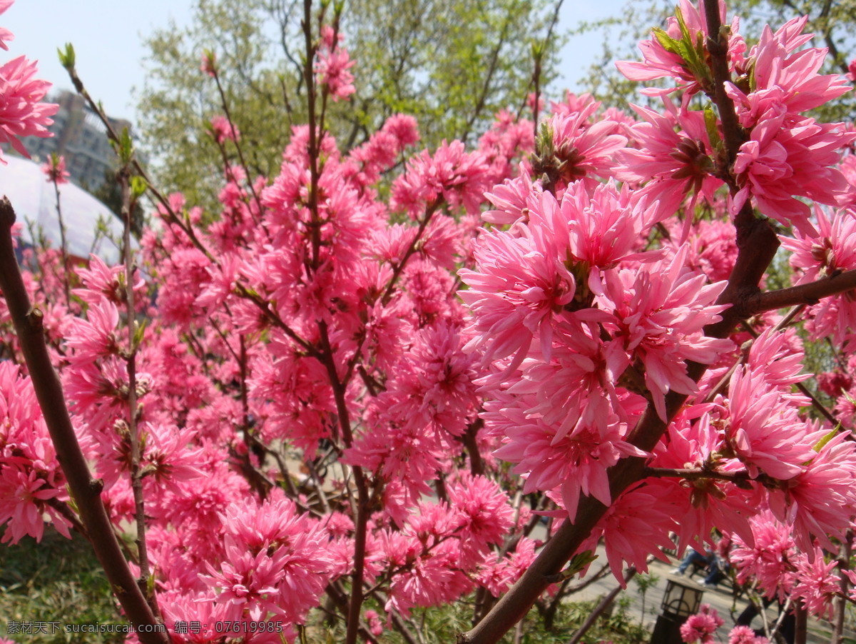 碧桃 上海长风公园 红色 下午 阳光明媚 植物 自然景观 自然风景 绿色园林 叶子 花蕊 花瓣 绿色 花草 生物世界