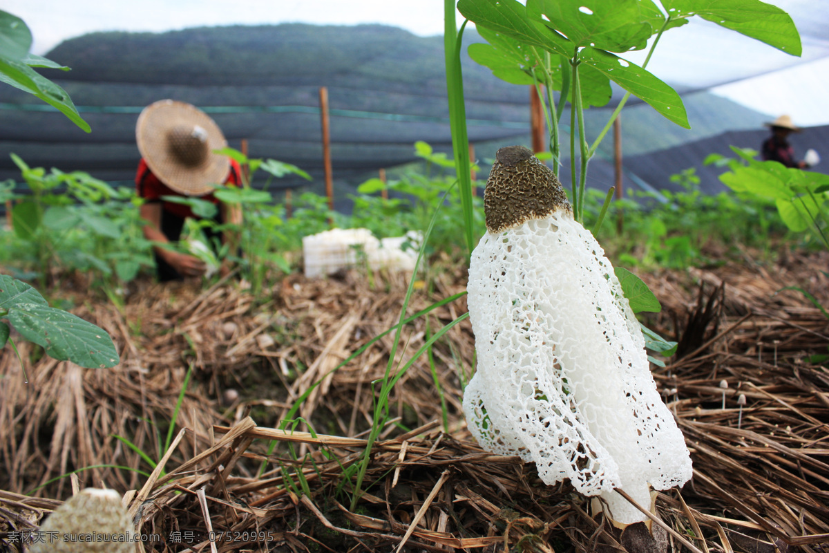 竹笙 竹参 竹荪 食用菌 菌类 真菌 生物世界 其他生物