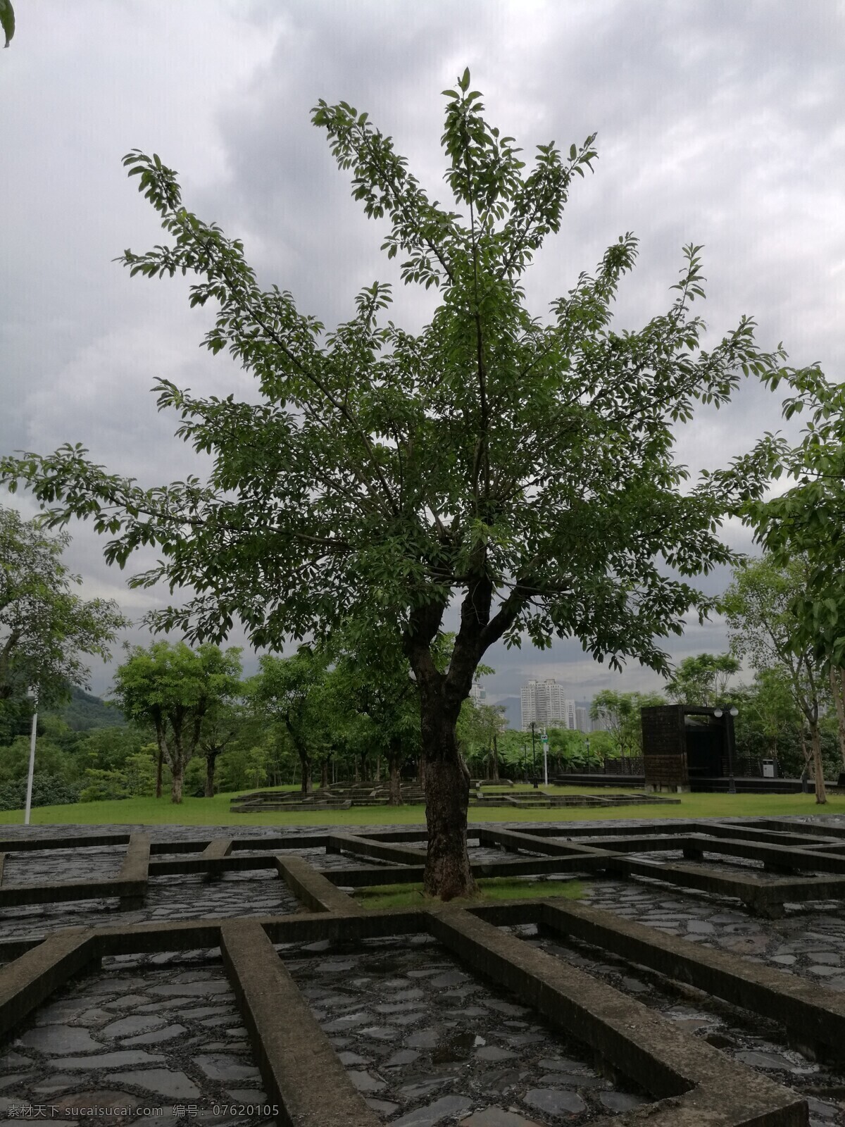小树林 小树 树 古树 风景 古老 树干 植物 古树名木 园林绿化 花草 枝叶 春天 背景 树叶 大树 树木 树景 绿叶 景观 绿化 参天大树 大树风景 大树摄影 大树图片 大树素材 清晨 光影 阳光 阳光树木 树根 老树根 纹理 根 老根 根须 树的根须 树荫 地面 草地 绿地 树林 生物世界 树木树叶