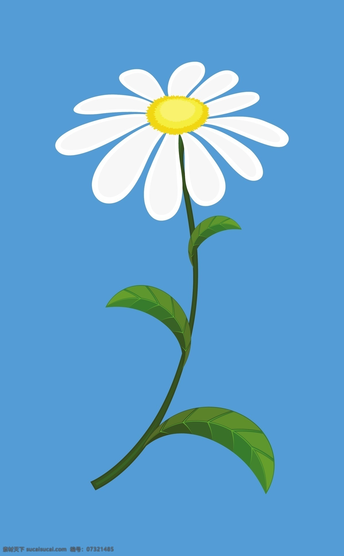 白色 雏 菊 矢量 插画 蓝色