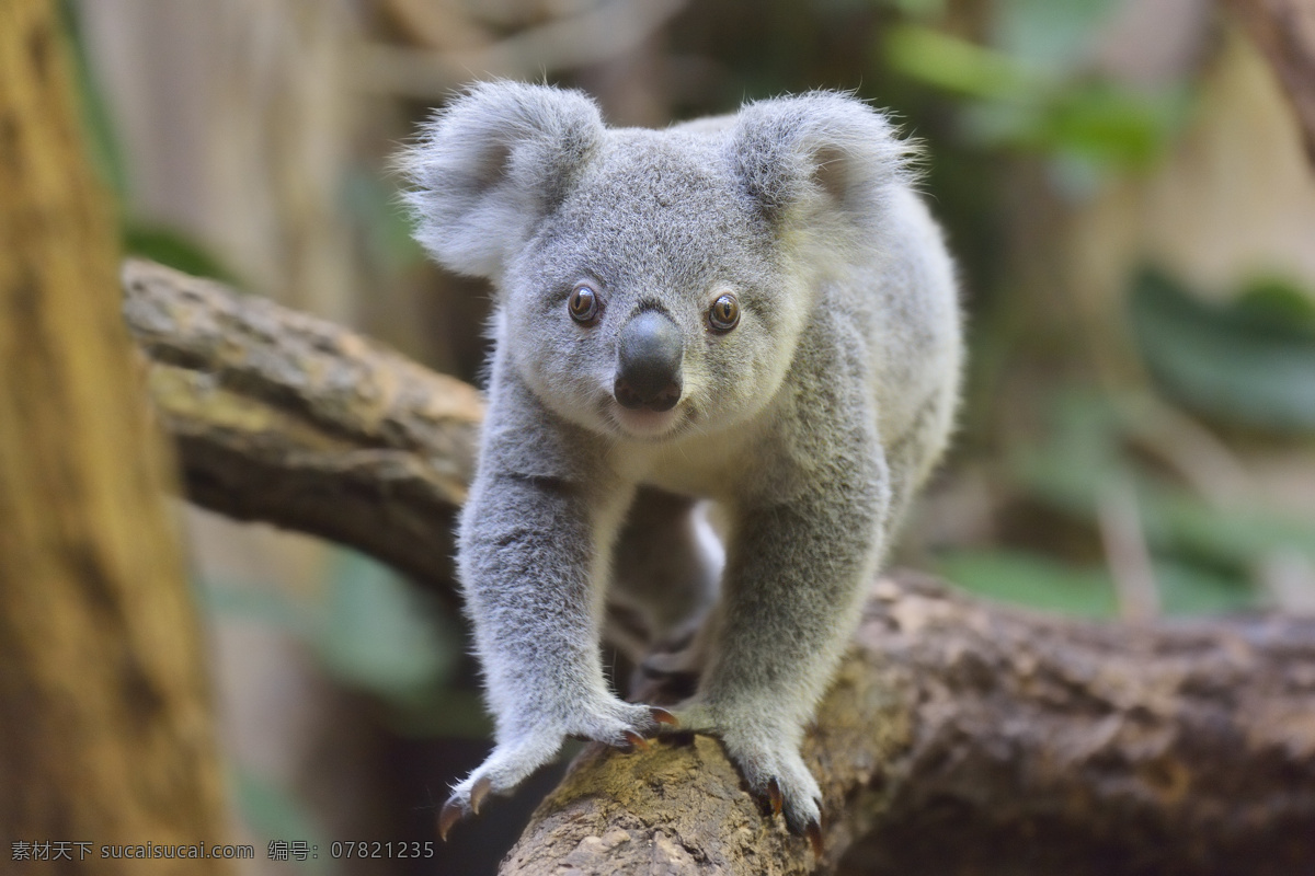 考拉 树熊 树袋熊 澳大利亚国宝 爬树动物 食树叶 爬树 爱睡觉 灰白色 动物 圈养动物 野生动物 小动物 哺乳动物 保护动物 动物世界 生物世界