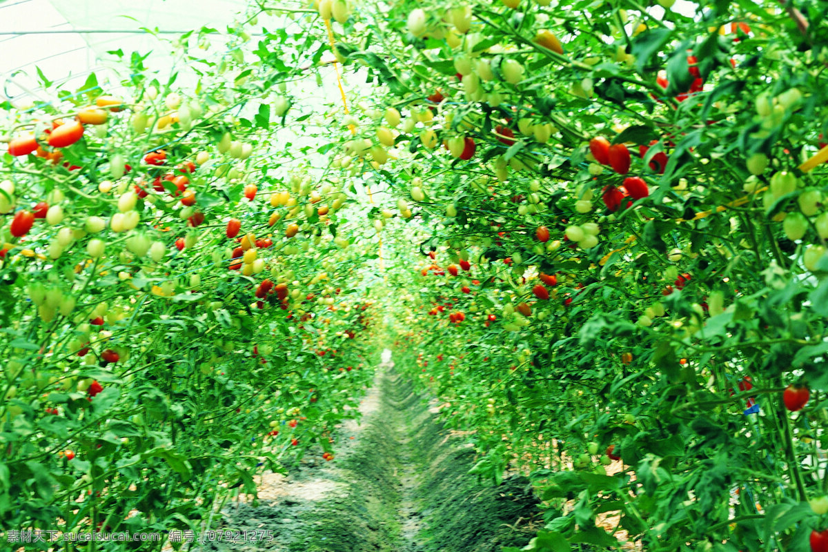 全球 首席 大百科 果园风光 花开花落 蔬菜 园林 开花结果 水果重地 装饰素材 园林景观设计