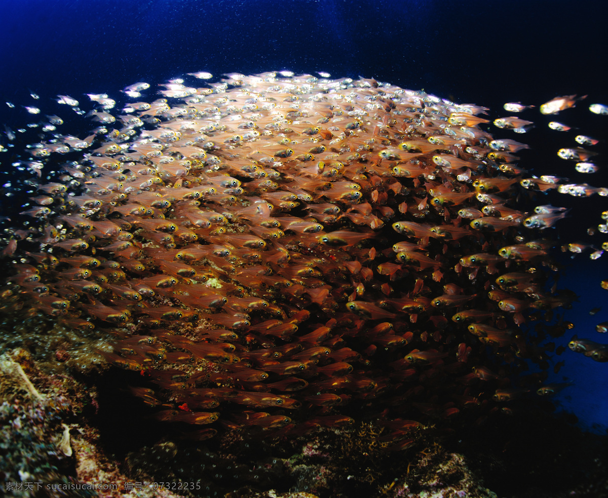 海底世界 海鱼 海水 深海 海底 水族 鱼类 鱼群 海洋生物 生物世界 海洋海边 自然景观 黑色