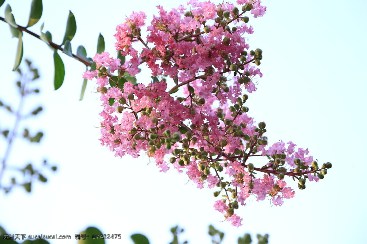 紫薇花 紫花 绿叶 紫花树 花草 生物世界