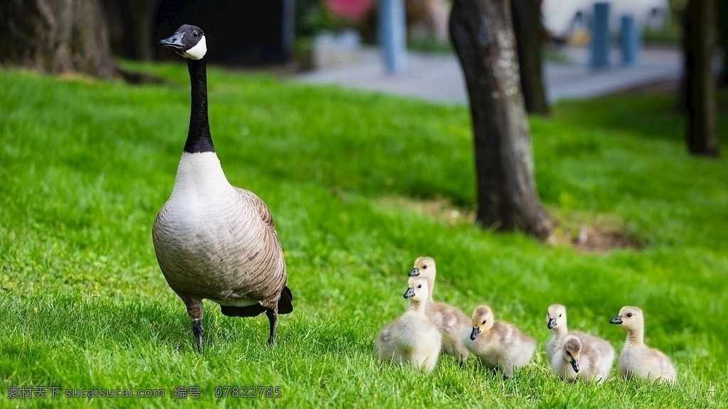 野鸭 妈妈 鸭子 孩子 鸭宝宝 小鸭子 一队 一列 一行 走 走路 觅食 生物世界 家禽家畜