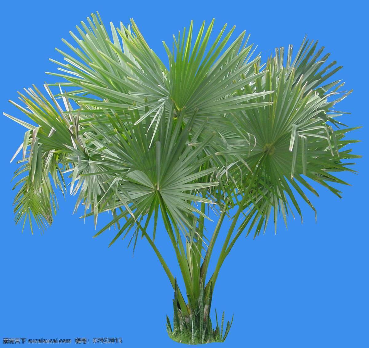 贝叶 棕 植物 园林植物 贝叶棕 配景素材 园林 建筑装饰 设计素材 3d模型素材 室内场景模型