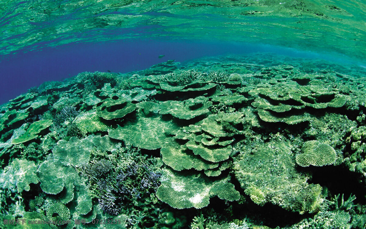 海底 水草 高清 蓝色 壁纸 背景