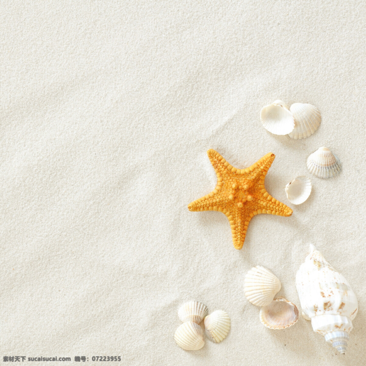 沙滩上的海星 海滩 沙滩 贝壳 海星 海螺 休闲 假日 风景 自然风光 高清图片 自然景观 自然风景 高清