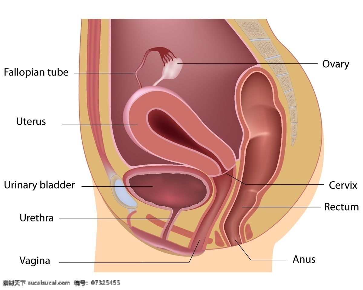 生殖 系统 肌肉 生活百科 医疗保健 生殖系统 骨骼肌肉 卫生医疗背景 医疗信息图 矢量 海报 其他海报设计