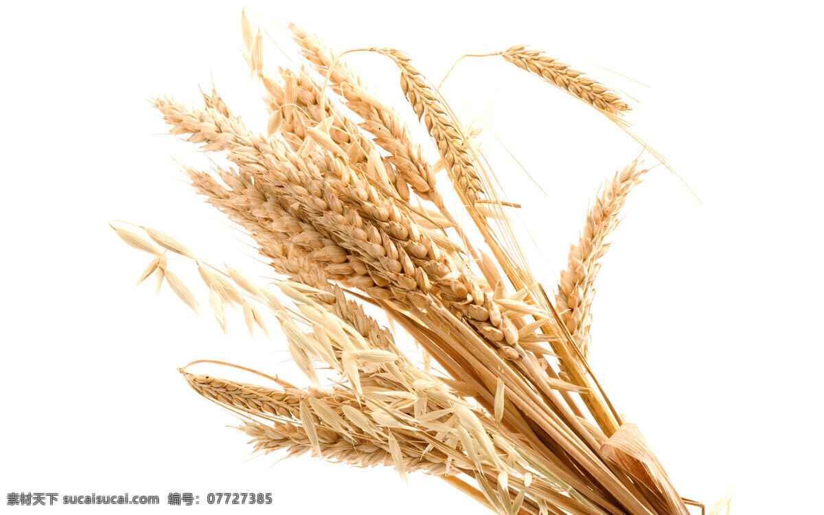 麦子 麦穗 小麦 麦穗素材 成熟的麦子 小麦背景 麦田 稻田 风景图片 餐饮美食 食物原料