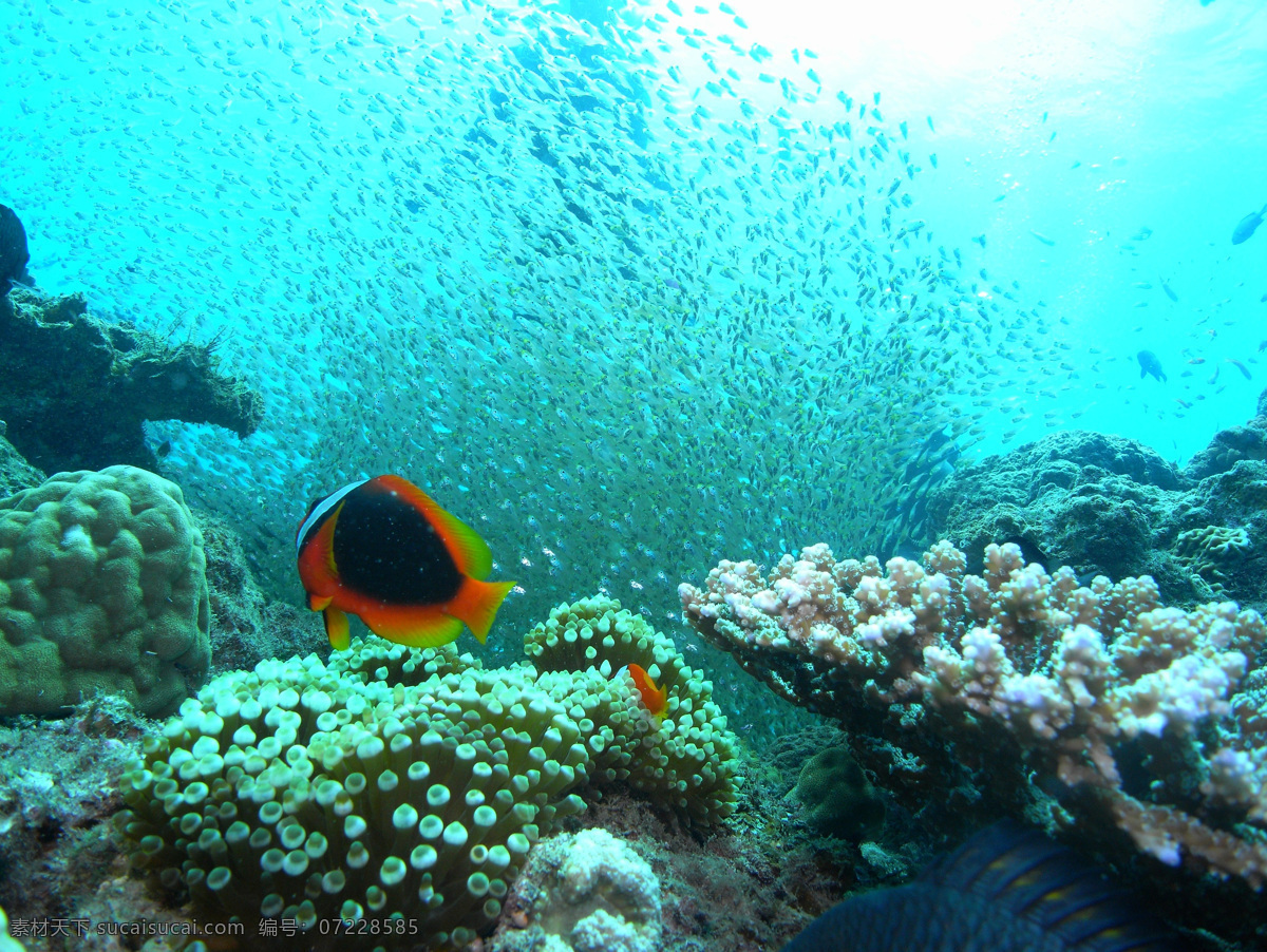 海洋生物 海底世界 海洋 礁石 生物世界 鱼 鱼类 珊蝴礁石 珊蝴 海底景色