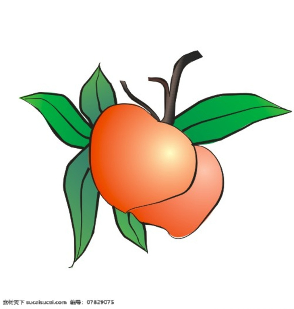 水蜜桃 水果 桃子 果实 矢量图 白色