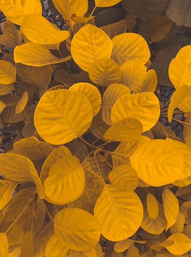 黄色叶子摄影 叶子 秋叶 黄色 小清新背景图 自然景观 自然风景