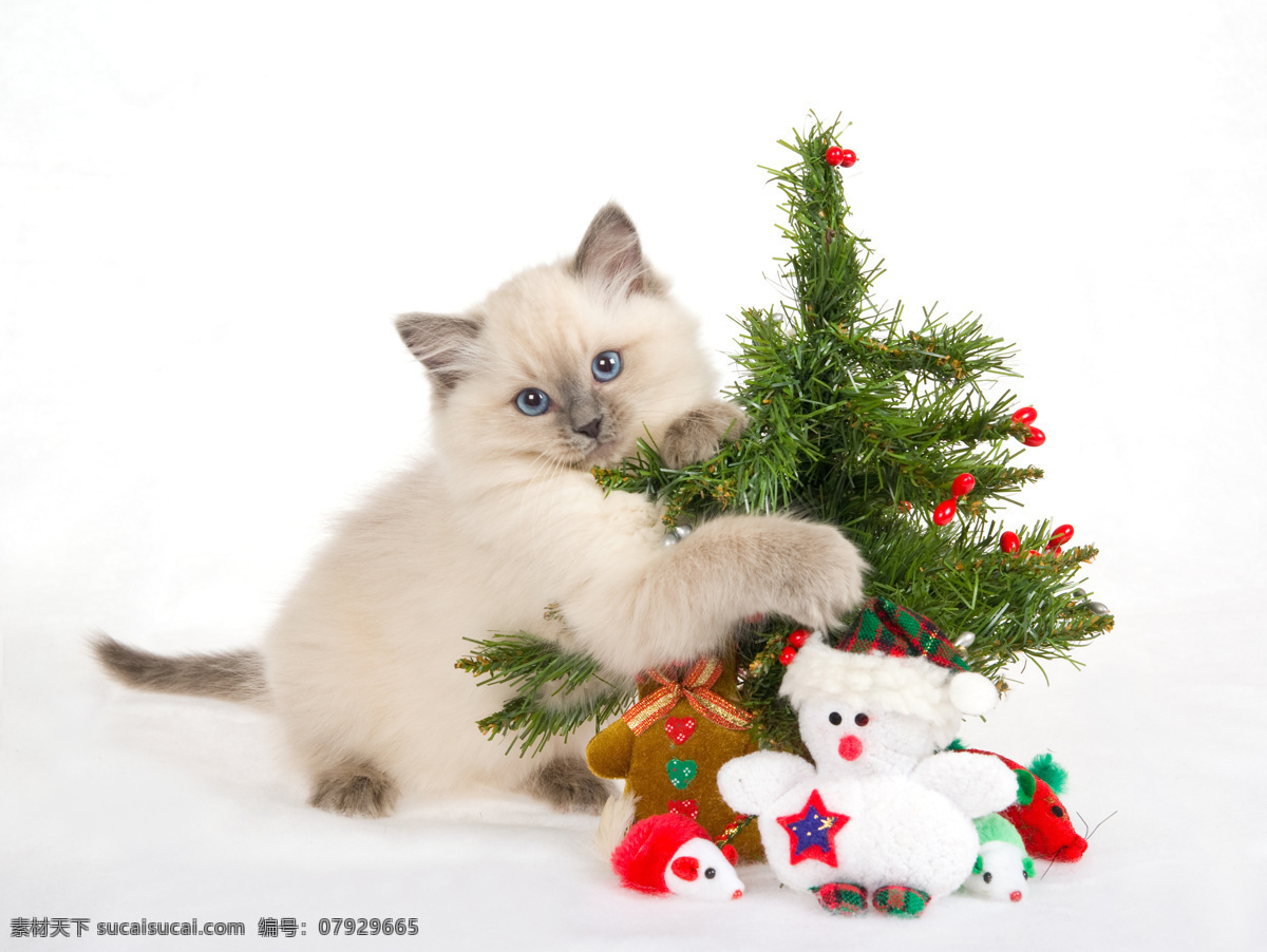 猫咪免费下载 高清素材 公仔 节日礼物 节日素材 猫咪 设计素材 圣诞树 其他节日