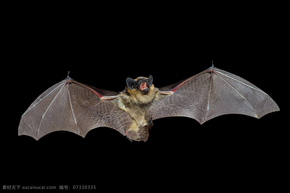生物 蝙蝠特写 蝙蝠摄影 蝙蝠照片 生物世界 哺乳动物 动物 其他生物
