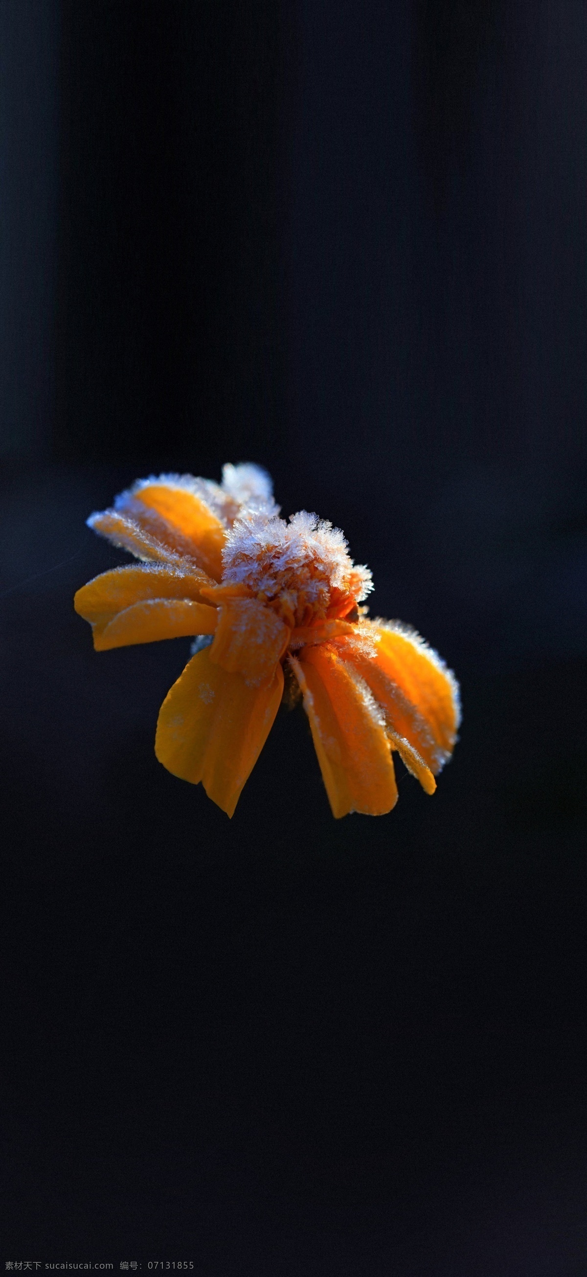 霜降 小雪 大雪 冬至 小寒 大寒 地产节气 节点 节气海报