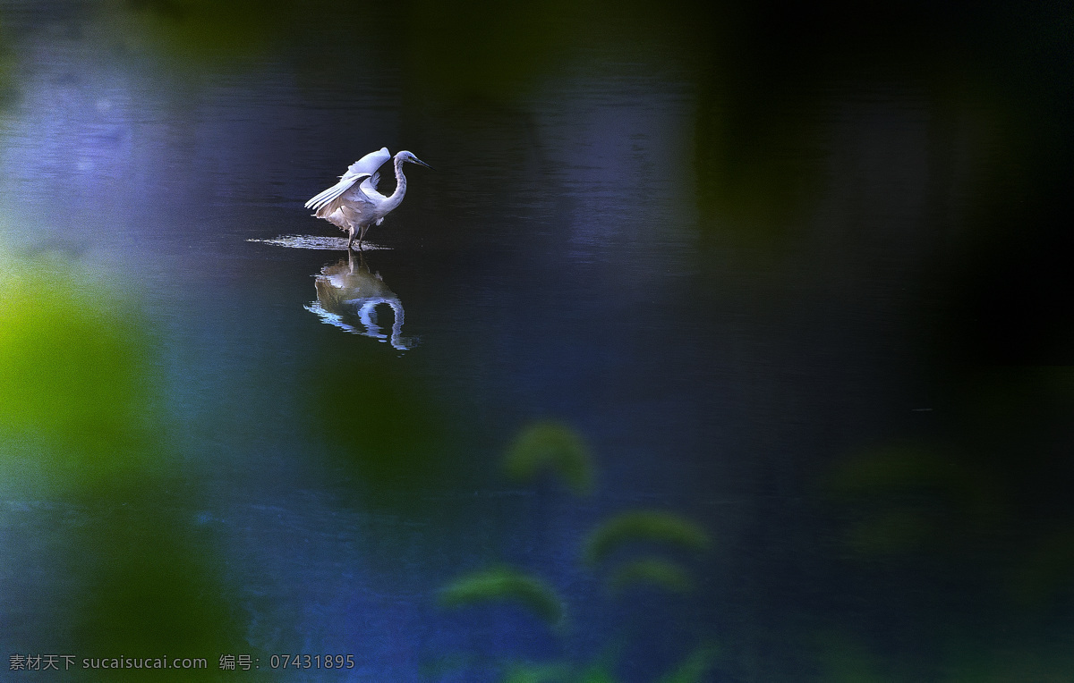 镜湖鹭影 白鹭 清晨 湖面 倒影 镜湖 鸟的世界 生物世界 鸟类