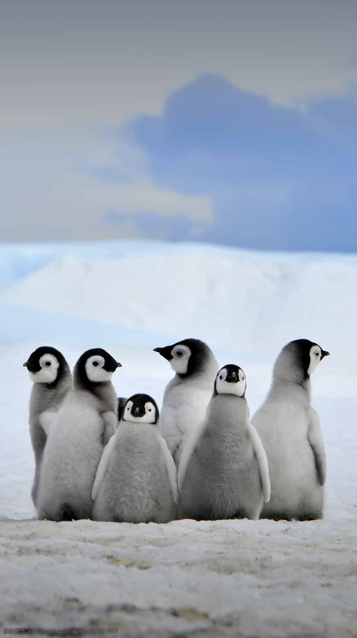 企鹅图片 企鹅 鸟 黑白 南极 动物 白色 憨憨 冬天 寒冷 皮毛 白雪
