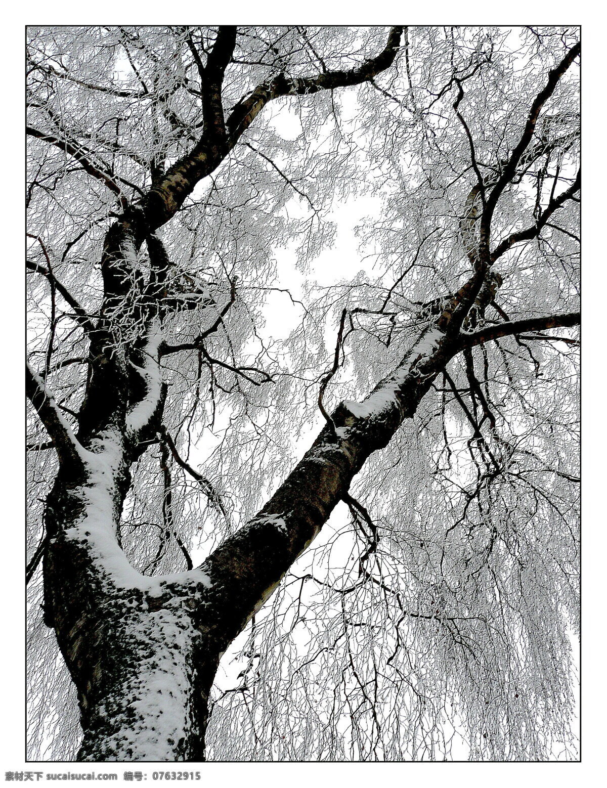 吉林 雾凇 高清 树木 冬季 冰天雪地 白雪