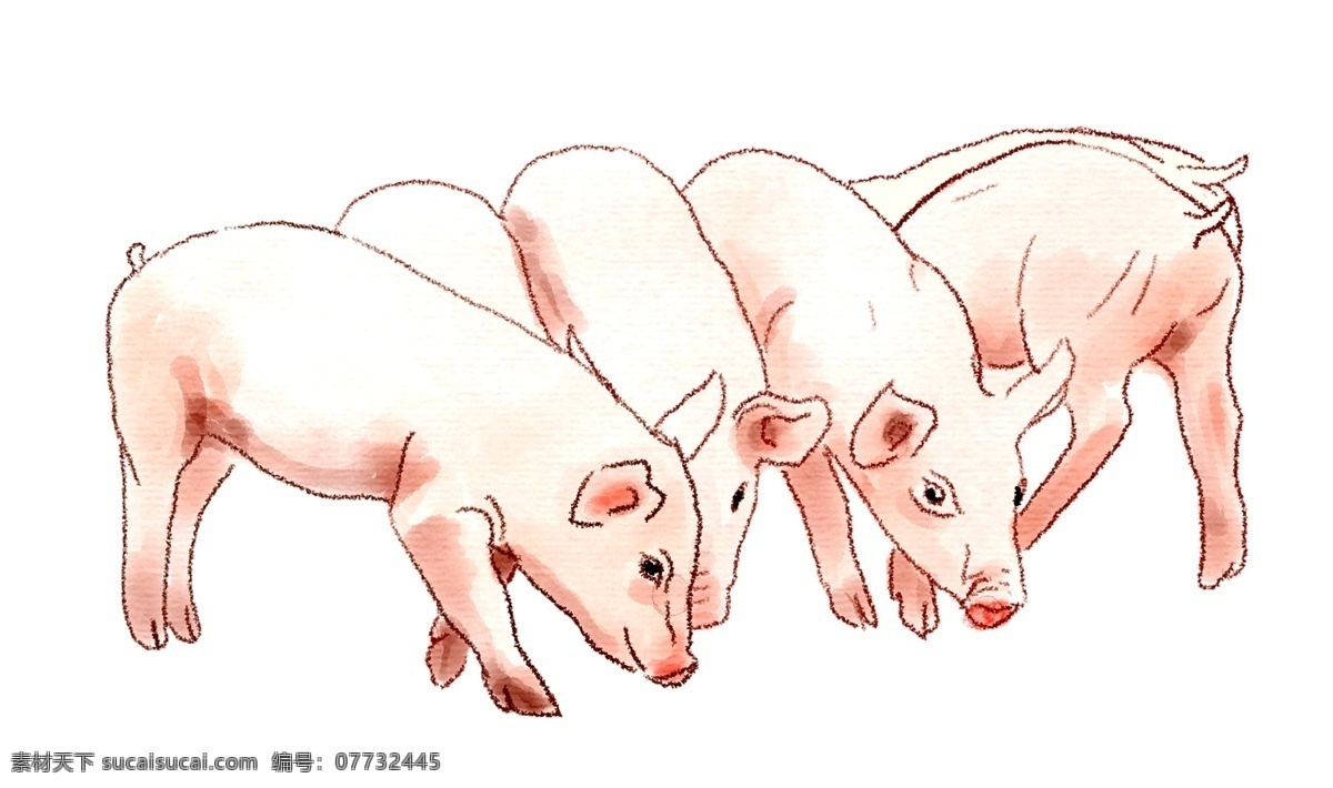 手绘 粉嫩 小 猪 只 卡通猪 6只粉色猪 手绘图 可爱 插图 图示 展板 饲料 商业绘图 手绘本绘图