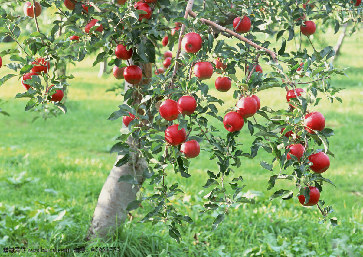 苹果树 苹果 水果 苹果园 生物世界