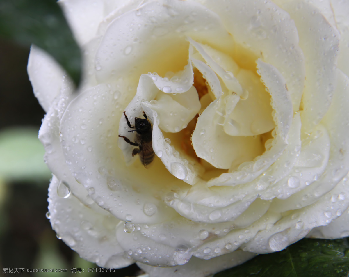 白 玫瑰 特写 花草 蜜蜂 生物世界 水滴 水珠 白玫瑰特写 花草主题 psd源文件