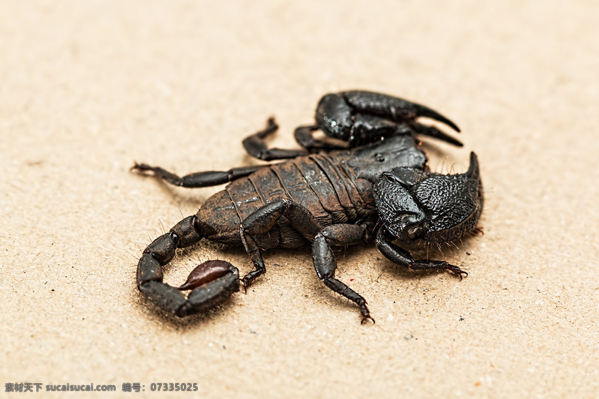 scorpion 节肢动物 动物 蝎目 小蝎子
