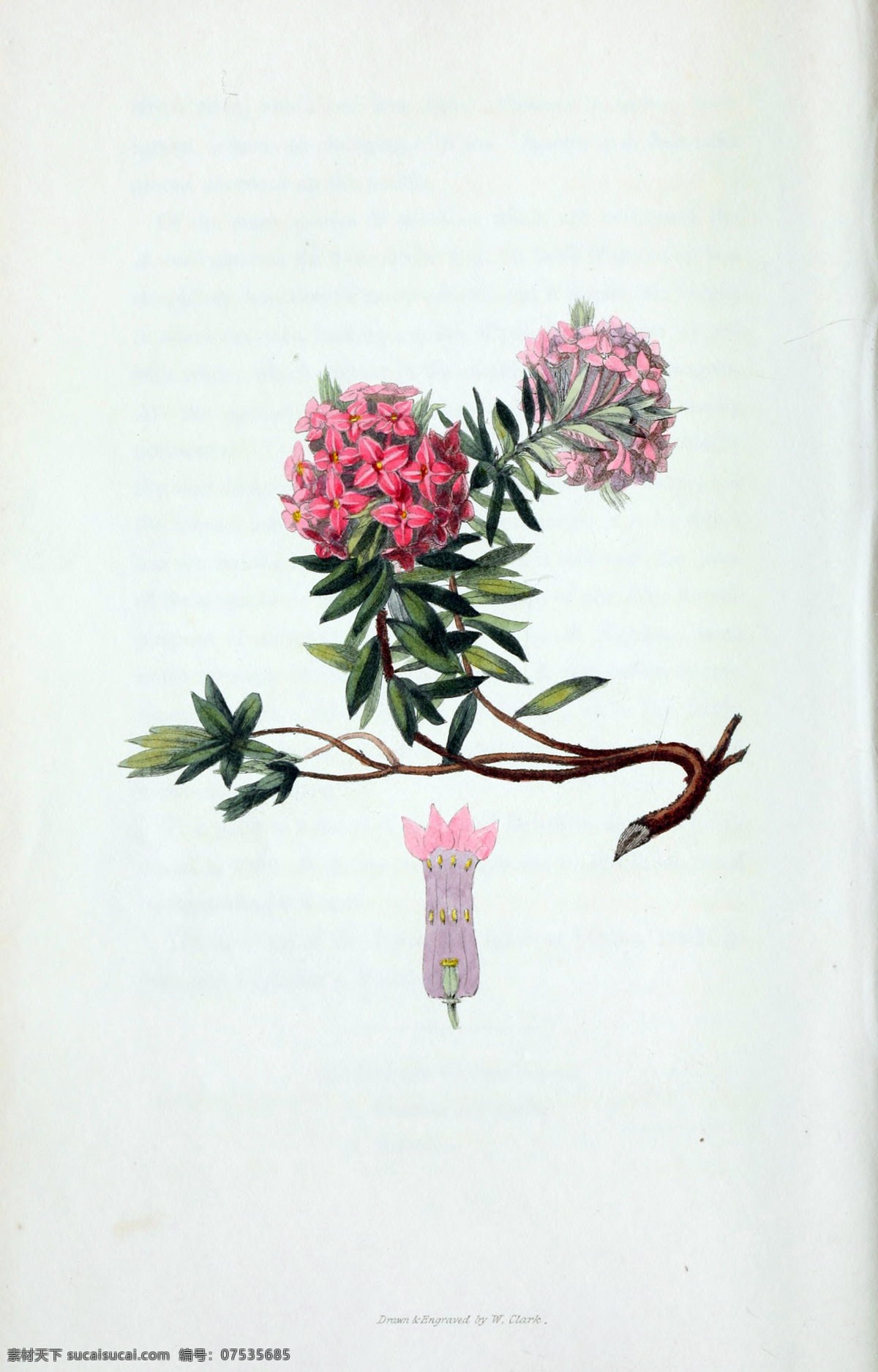 鲜花 植物 花园花卉大全 手绘花卉 蝴蝶 装饰画素材 无框画 绘画 插画 图书扫描影印 手绘花纹 精美花纹 兰花贴图 简洁 移门设计 彩色花朵 手绘设计 手绘花朵 底纹 花纹 漂亮花纹 花纹素材 手绘花 流行 大气 手绘 彩色设计 生物世界 花草 植物园画集