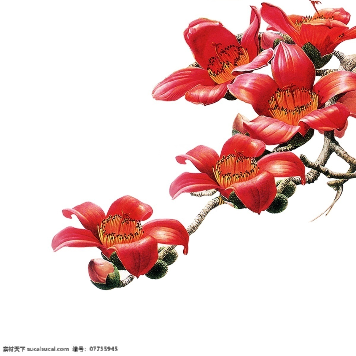 广州木棉花 木棉花 红花 木棉 广州 红色 挂画 自然景观 自然风光 广州市花 白色