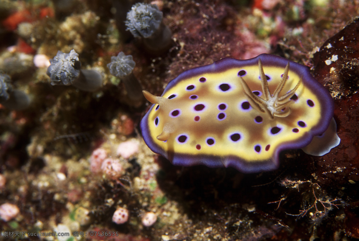 海洋生物 海底世界 海洋 礁石 生物世界 鱼 鱼类 珊蝴礁石 珊蝴 海底景色