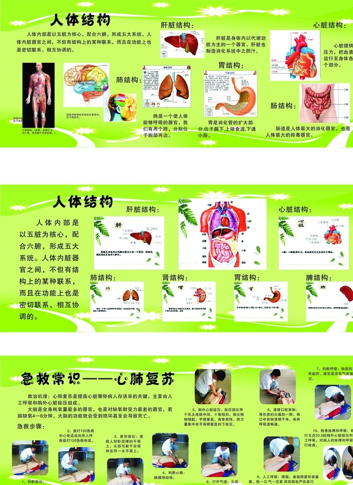 人体结构 人体 结构 心脏复苏 常识 急救