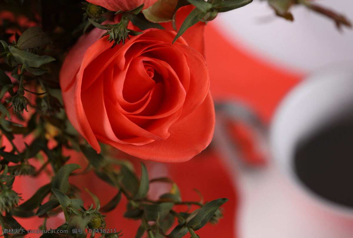 红玫瑰花摄影 玫瑰花 红玫瑰 美丽鲜花 漂亮花朵 花卉 鲜花摄影 花草树木 生物世界 红色