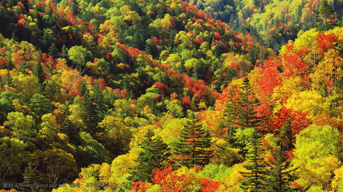 秋天 树林 风景摄影 美丽风景 秋天树林 秋季美景 美丽景色 自然风光 其他风光 风景图片