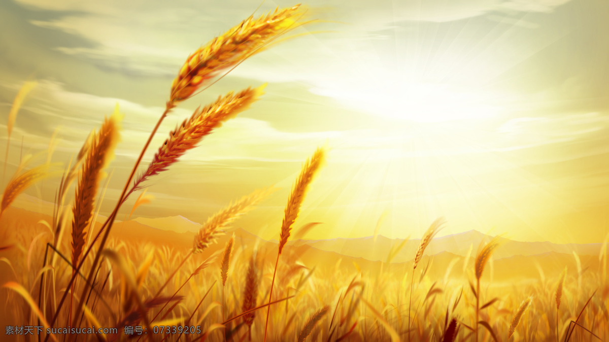 小麦 麦田 麦穗 麦地 丰收 金色的麦子 自然景观 田园风光