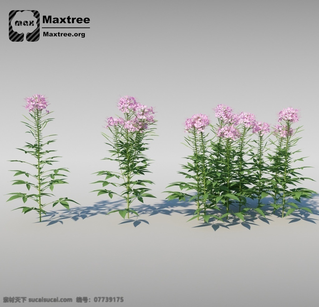 花 植物 植物模型 草 草模型 花模型 园林植物 街头道具模型 3d设计 室外模型 max