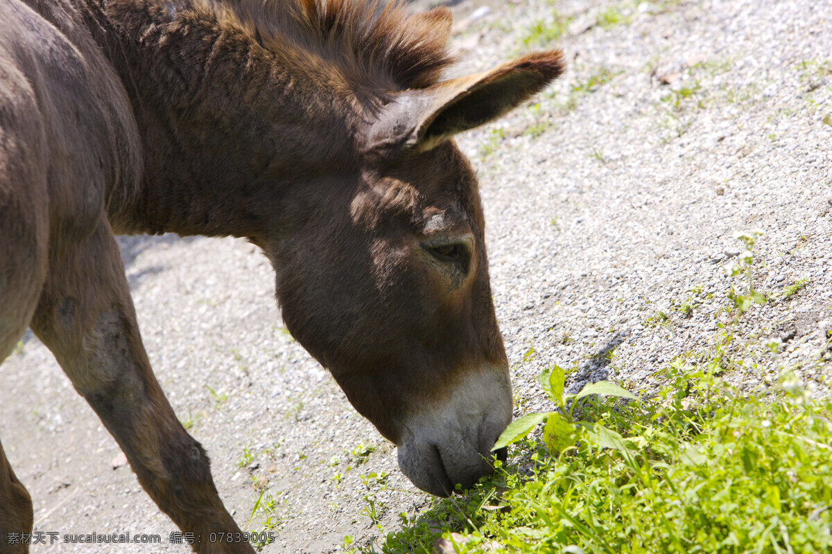 動 物 表情 動物表情 家畜 牛 羊 農場 生物世界