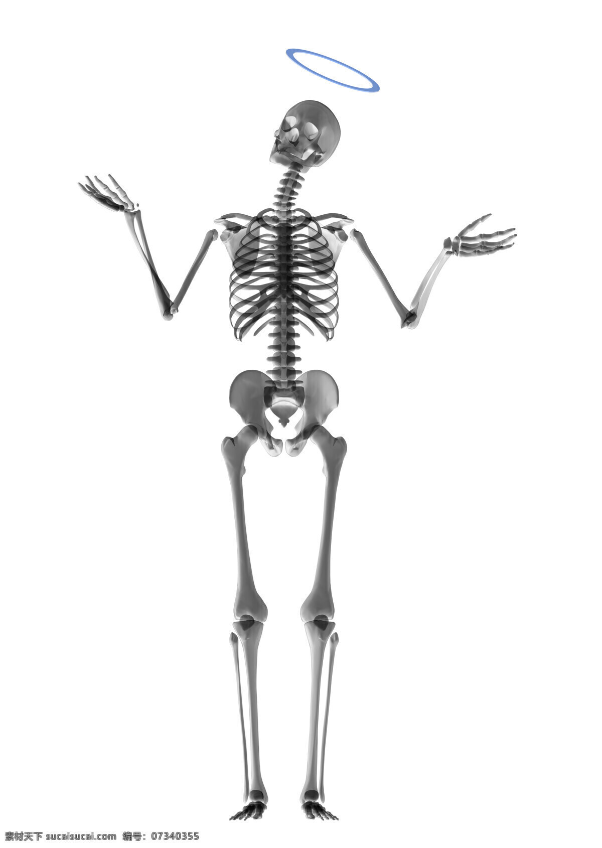 人体骨骼 人体透视图 人体透视 骨头组织 骷髅 人体 骨骼 骨架 人体器官 器官 人物图片 人体器官图 3d设计