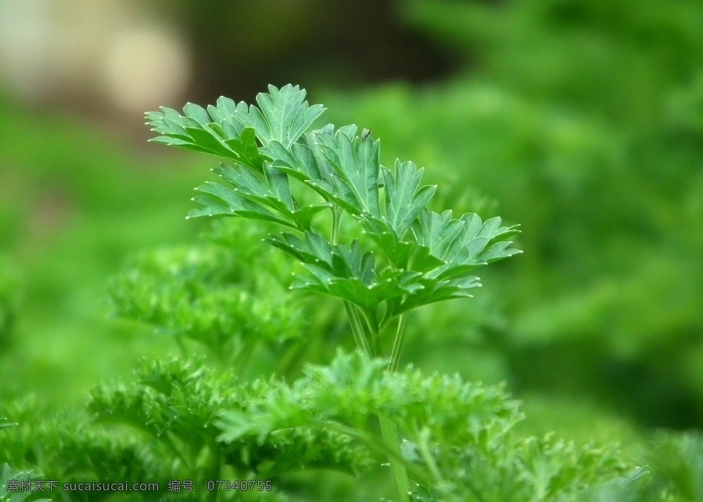 香菜 蔬菜 绿色蔬菜 展架 生物世界