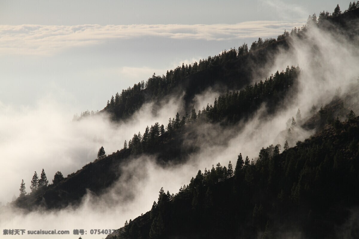 雾 森林 薄雾 神秘 植被 森林薄雾 风景 黑色